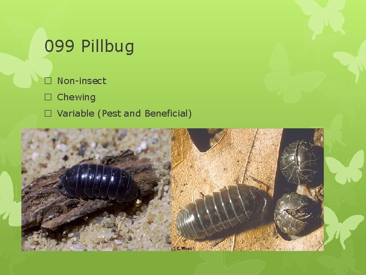 099 Pillbug � Non-insect � Chewing � Variable (Pest and Beneficial) 