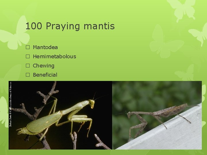 100 Praying mantis � Mantodea � Hemimetabolous � Chewing � Beneficial 