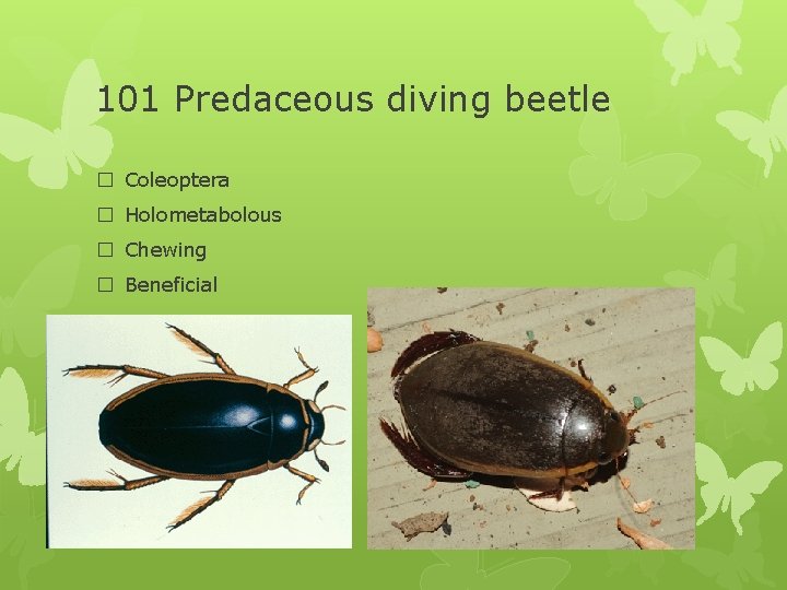 101 Predaceous diving beetle � Coleoptera � Holometabolous � Chewing � Beneficial 