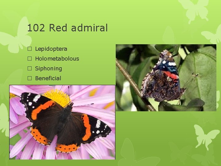 102 Red admiral � Lepidoptera � Holometabolous � Siphoning � Beneficial 