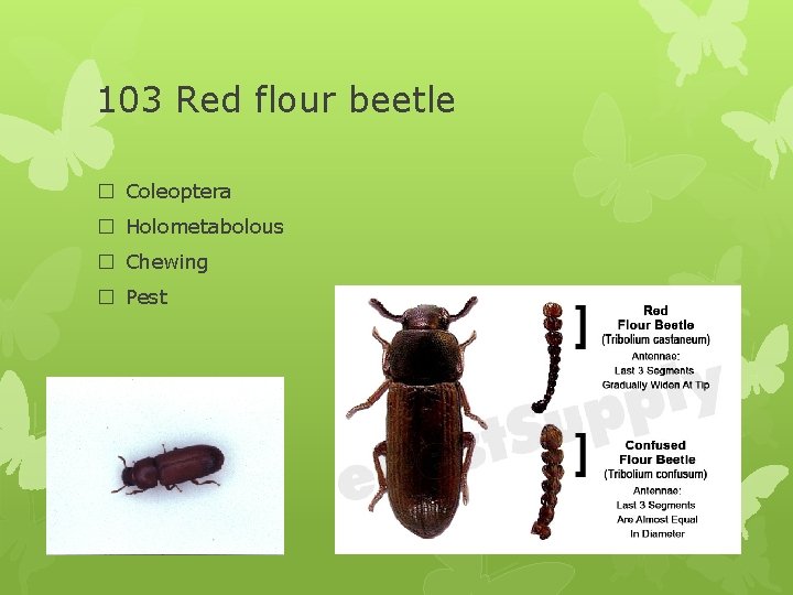 103 Red flour beetle � Coleoptera � Holometabolous � Chewing � Pest 
