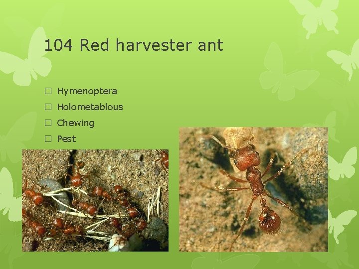 104 Red harvester ant � Hymenoptera � Holometablous � Chewing � Pest 