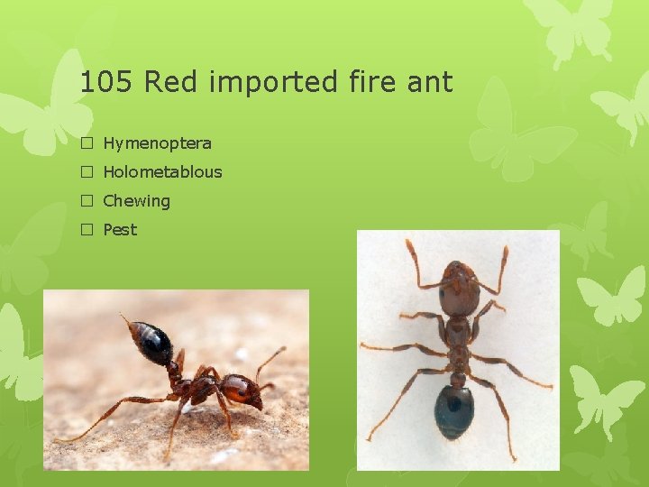 105 Red imported fire ant � Hymenoptera � Holometablous � Chewing � Pest 