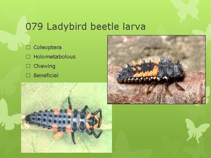 079 Ladybird beetle larva � Coleoptera � Holometabolous � Chewing � Beneficial 