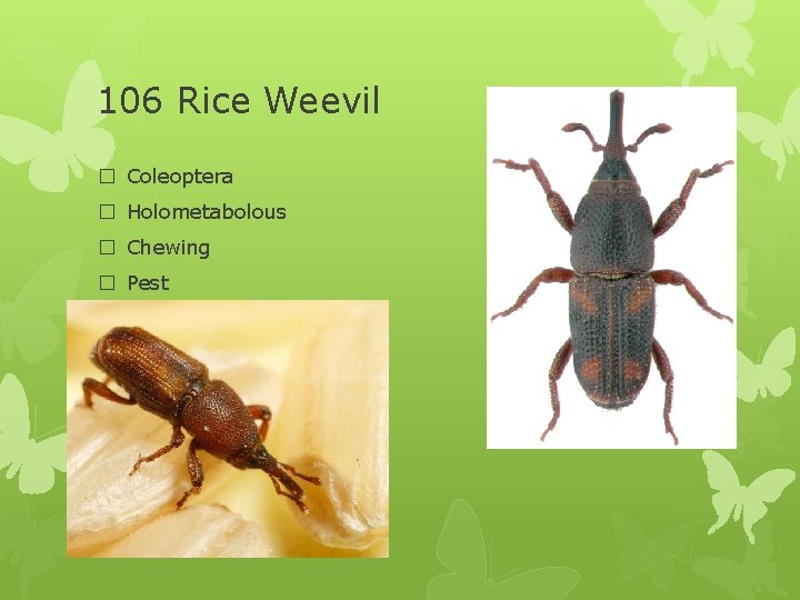 106 Rice Weevil � Coleoptera � Holometabolous � Chewing � Pest 