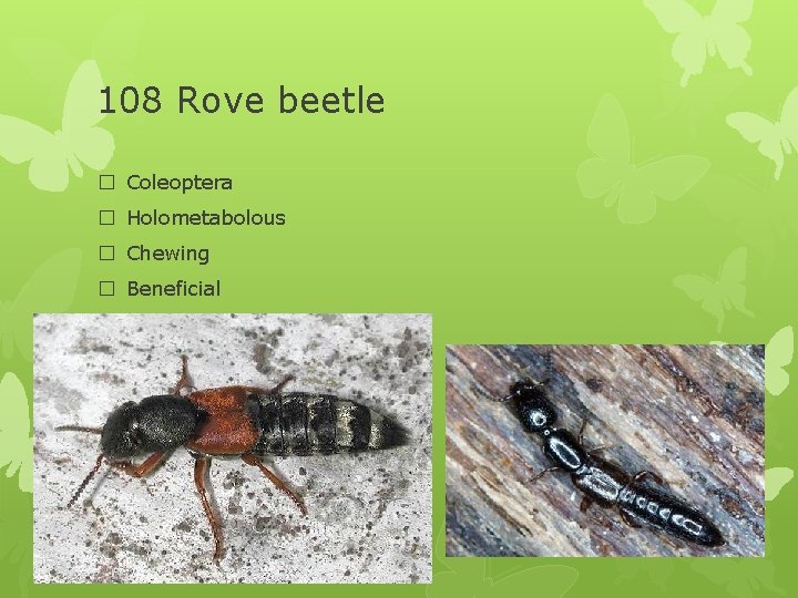 108 Rove beetle � Coleoptera � Holometabolous � Chewing � Beneficial 
