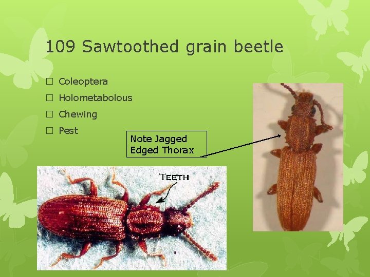109 Sawtoothed grain beetle � Coleoptera � Holometabolous � Chewing � Pest Note Jagged