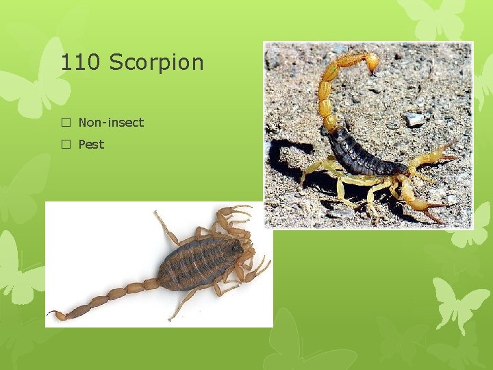 110 Scorpion � Non-insect � Pest 