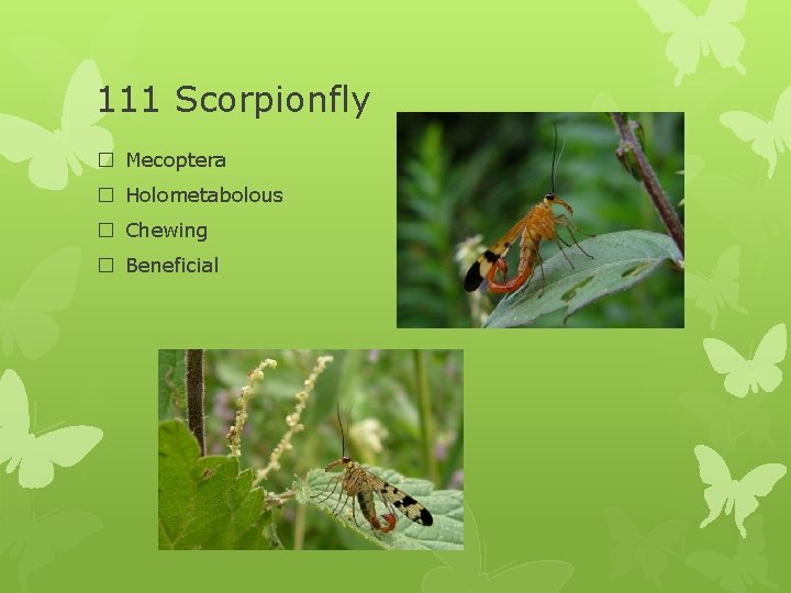 111 Scorpionfly � Mecoptera � Holometabolous � Chewing � Beneficial 