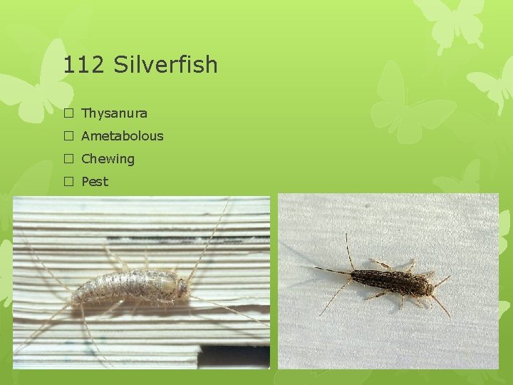 112 Silverfish � Thysanura � Ametabolous � Chewing � Pest 