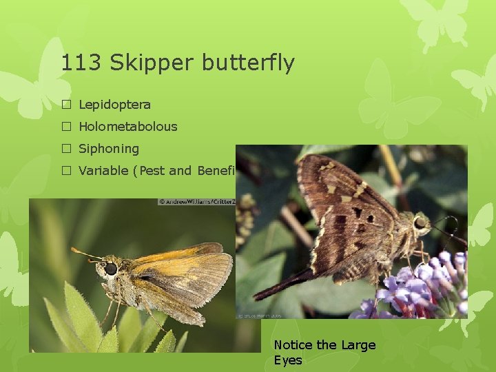 113 Skipper butterfly � Lepidoptera � Holometabolous � Siphoning � Variable (Pest and Beneficial)