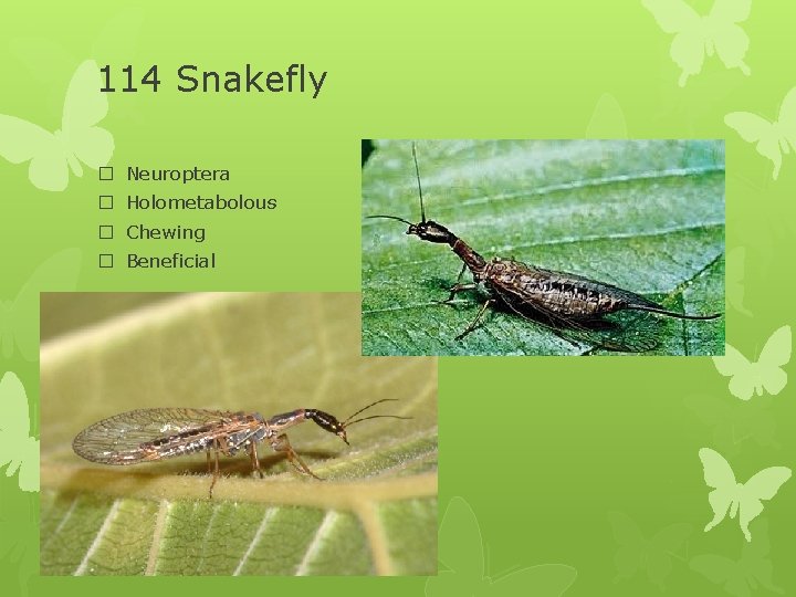 114 Snakefly � Neuroptera � Holometabolous � Chewing � Beneficial 