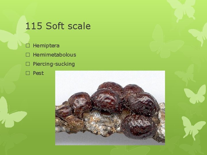 115 Soft scale � Hemiptera � Hemimetabolous � Piercing-sucking � Pest 