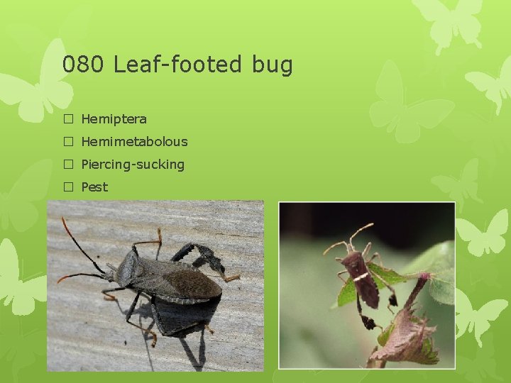 080 Leaf-footed bug � Hemiptera � Hemimetabolous � Piercing-sucking � Pest 