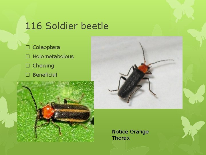 116 Soldier beetle � Coleoptera � Holometabolous � Chewing � Beneficial Notice Orange Thorax
