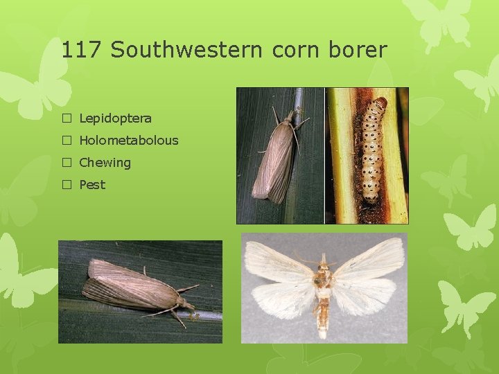 117 Southwestern corn borer � Lepidoptera � Holometabolous � Chewing � Pest 