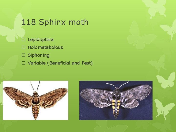 118 Sphinx moth � Lepidoptera � Holometabolous � Siphoning � Variable (Beneficial and Pest)