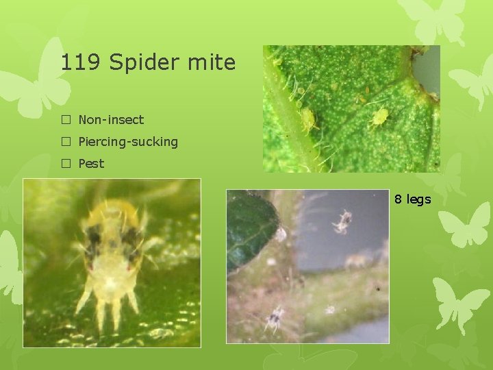 119 Spider mite � Non-insect � Piercing-sucking � Pest 8 legs 