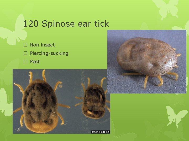 120 Spinose ear tick � Non insect � Piercing-sucking � Pest 