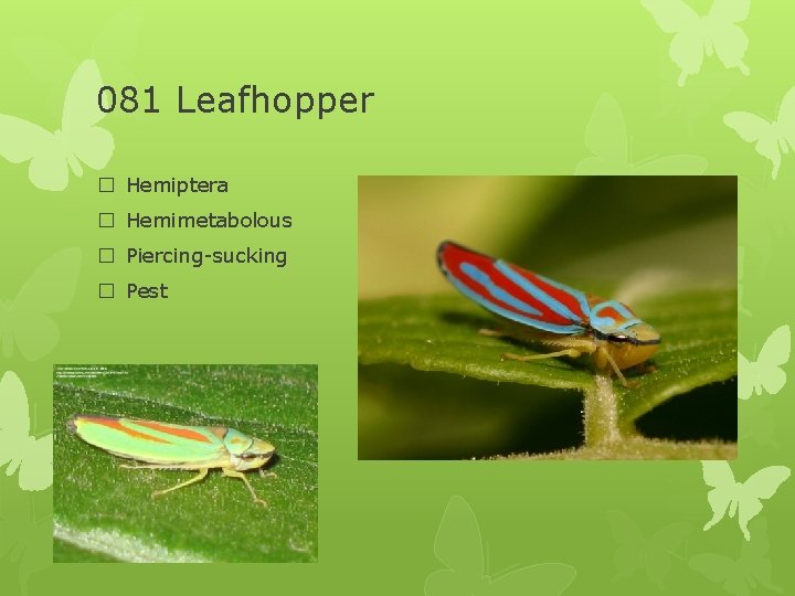 081 Leafhopper � Hemiptera � Hemimetabolous � Piercing-sucking � Pest 