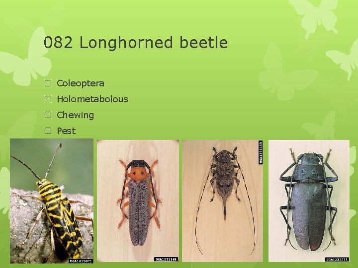 082 Longhorned beetle � Coleoptera � Holometabolous � Chewing � Pest 