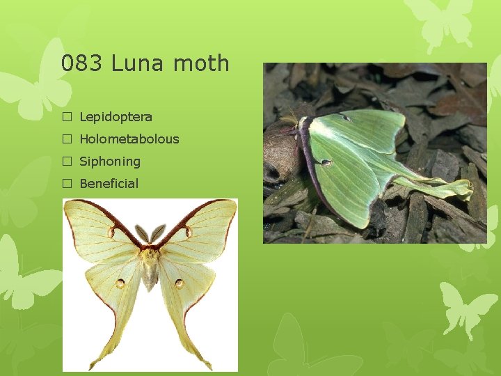 083 Luna moth � Lepidoptera � Holometabolous � Siphoning � Beneficial 