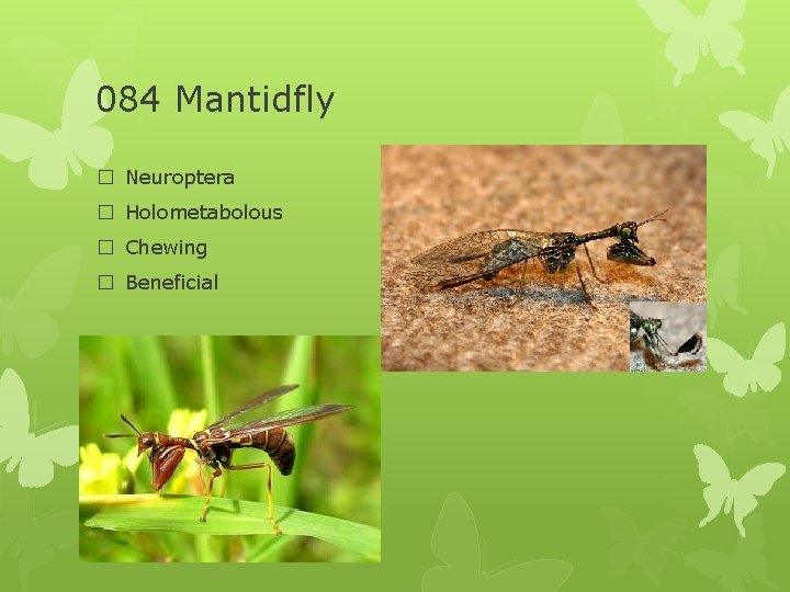 084 Mantidfly � Neuroptera � Holometabolous � Chewing � Beneficial 