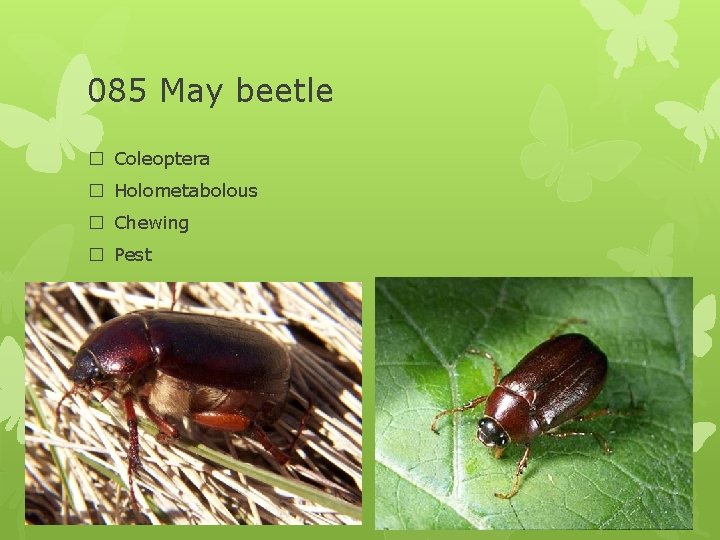 085 May beetle � Coleoptera � Holometabolous � Chewing � Pest 