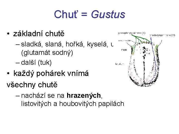 Chuť = Gustus • základní chutě – sladká, slaná, hořká, kyselá, umami (glutamát sodný)