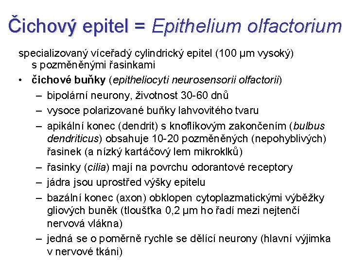 Čichový epitel = Epithelium olfactorium specializovaný víceřadý cylindrický epitel (100 µm vysoký) s pozměněnými