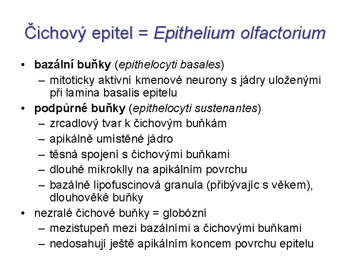 Čichový epitel = Epithelium olfactorium • bazální buňky (epithelocyti basales) – mitoticky aktivní kmenové