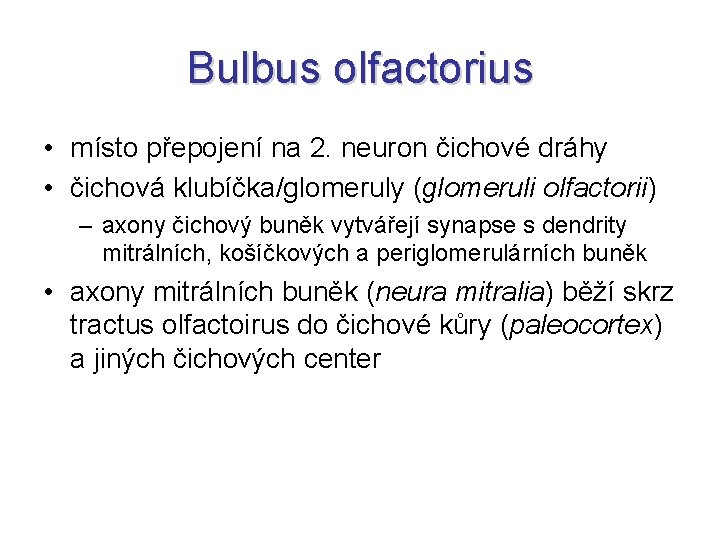 Bulbus olfactorius • místo přepojení na 2. neuron čichové dráhy • čichová klubíčka/glomeruly (glomeruli