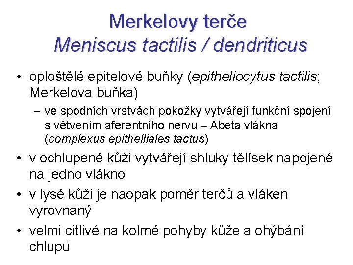 Merkelovy terče Meniscus tactilis / dendriticus • oploštělé epitelové buňky (epitheliocytus tactilis; Merkelova buňka)