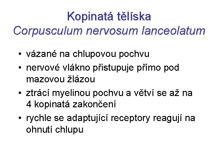 Kopinatá tělíska Corpusculum nervosum lanceolatum • vázané na chlupovou pochvu • nervové vlákno přistupuje