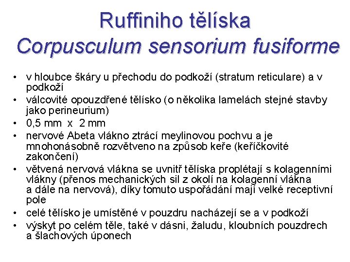 Ruffiniho tělíska Corpusculum sensorium fusiforme • v hloubce škáry u přechodu do podkoží (stratum