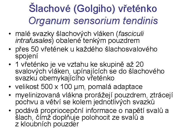 Šlachové (Golgiho) vřeténko Organum sensorium tendinis • malé svazky šlachových vláken (fasciculi intrafusales) obalené