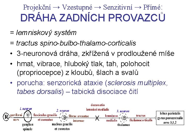 Projekční → Vzestupné → Senzitivní → Přímé: DRÁHA ZADNÍCH PROVAZCŮ = lemniskový systém =