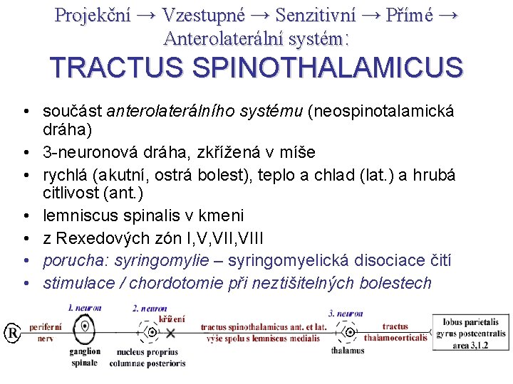 Projekční → Vzestupné → Senzitivní → Přímé → Anterolaterální systém: TRACTUS SPINOTHALAMICUS • součást