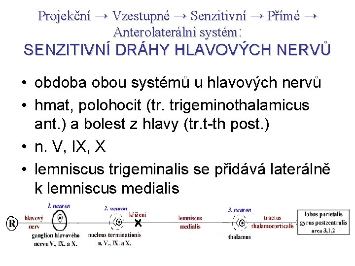 Projekční → Vzestupné → Senzitivní → Přímé → Anterolaterální systém: SENZITIVNÍ DRÁHY HLAVOVÝCH NERVŮ