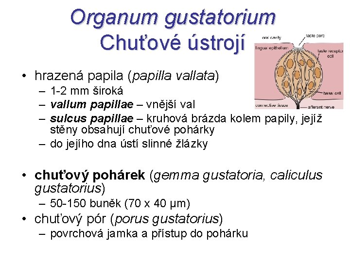 Organum gustatorium Chuťové ústrojí • hrazená papila (papilla vallata) – 1 -2 mm široká