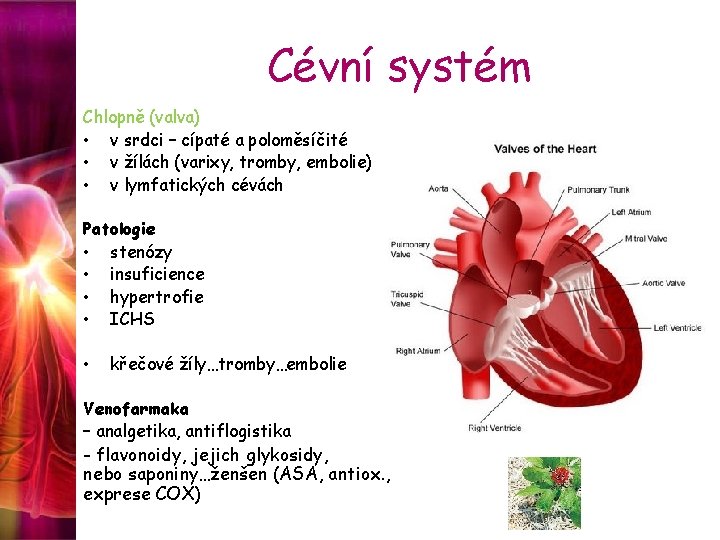 Cévní systém Chlopně (valva) • v srdci – cípaté a poloměsíčité • v žílách