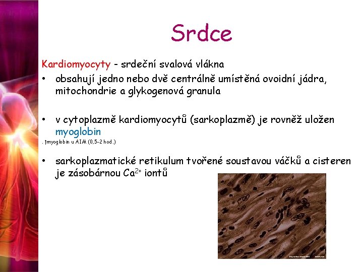 Srdce Kardiomyocyty - srdeční svalová vlákna • obsahují jedno nebo dvě centrálně umístěná ovoidní