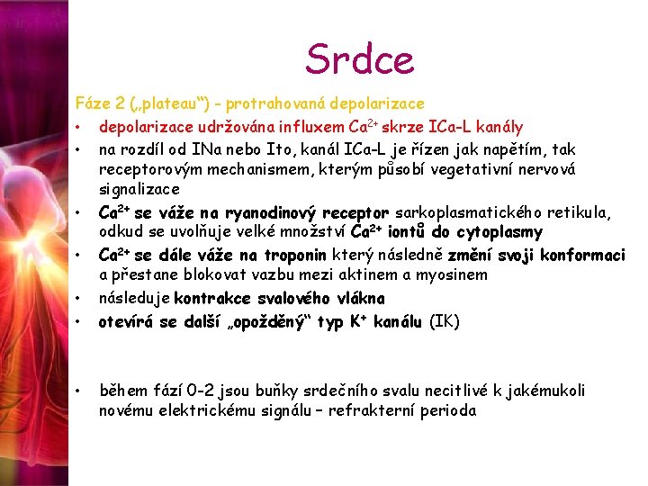 Srdce Fáze 2 („plateau“) - protrahovaná depolarizace • depolarizace udržována influxem Ca 2+ skrze