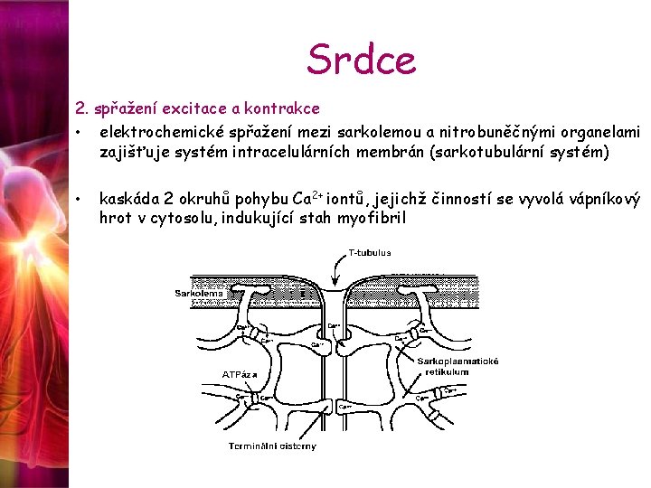 Srdce 2. spřažení excitace a kontrakce • elektrochemické spřažení mezi sarkolemou a nitrobuněčnými organelami