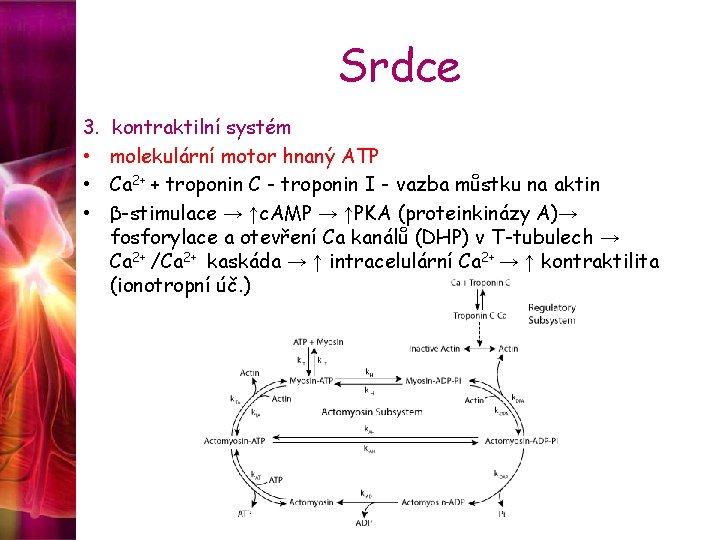 Srdce 3. • • • kontraktilní systém molekulární motor hnaný ATP Ca 2+ +