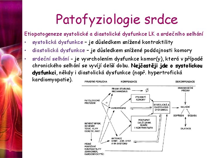 Patofyziologie srdce Etiopatogeneze systolické a diastolické dysfunkce LK a srdečního selhání • systolická dysfunkce