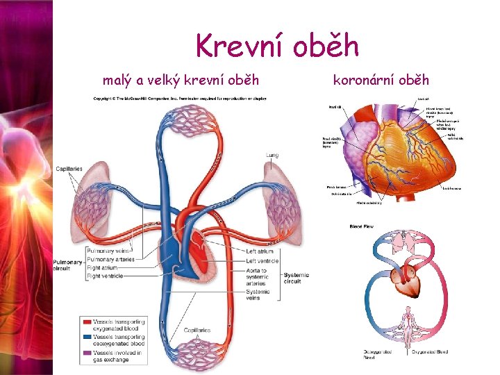 Krevní oběh malý a velký krevní oběh koronární oběh 