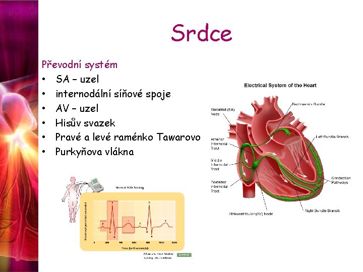 Srdce Převodní systém • SA – uzel • internodální síňové spoje • AV –