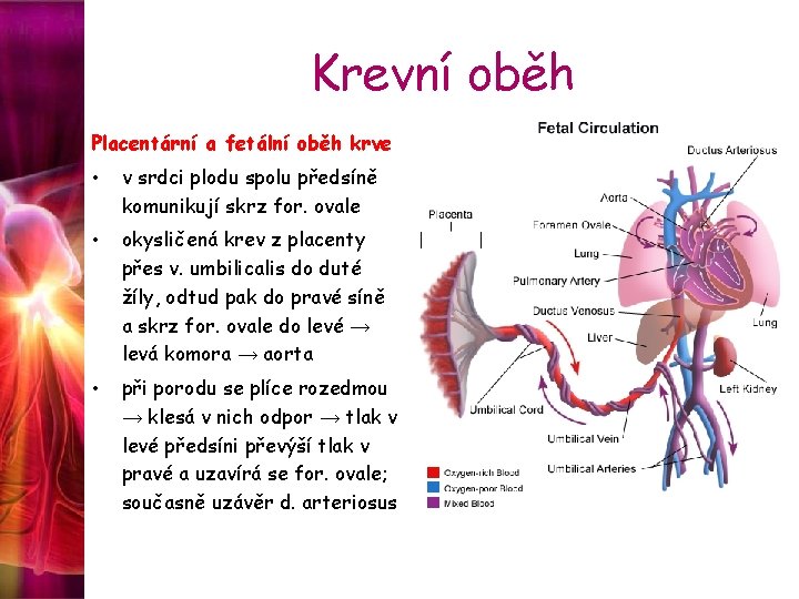 Krevní oběh Placentární a fetální oběh krve • v srdci plodu spolu předsíně komunikují