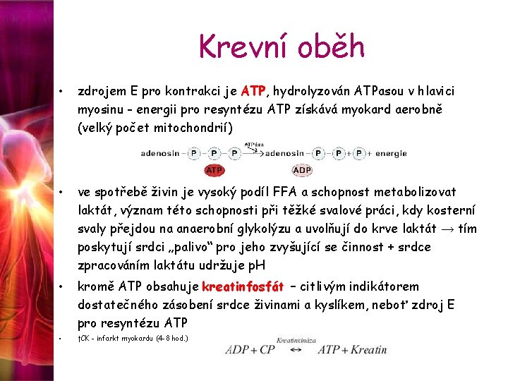 Krevní oběh • zdrojem E pro kontrakci je ATP, hydrolyzován ATPasou v hlavici myosinu